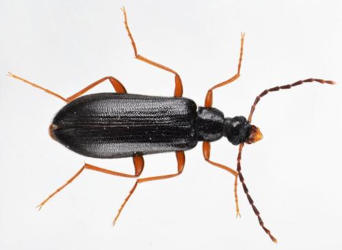 Réf. 181 285 : Mycetochara sp.
